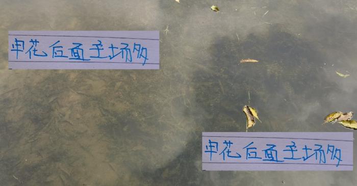 华体会官网-还剩下7轮！如果拼主场 申花笑傲群雄就有5个 夺冠能稳吗